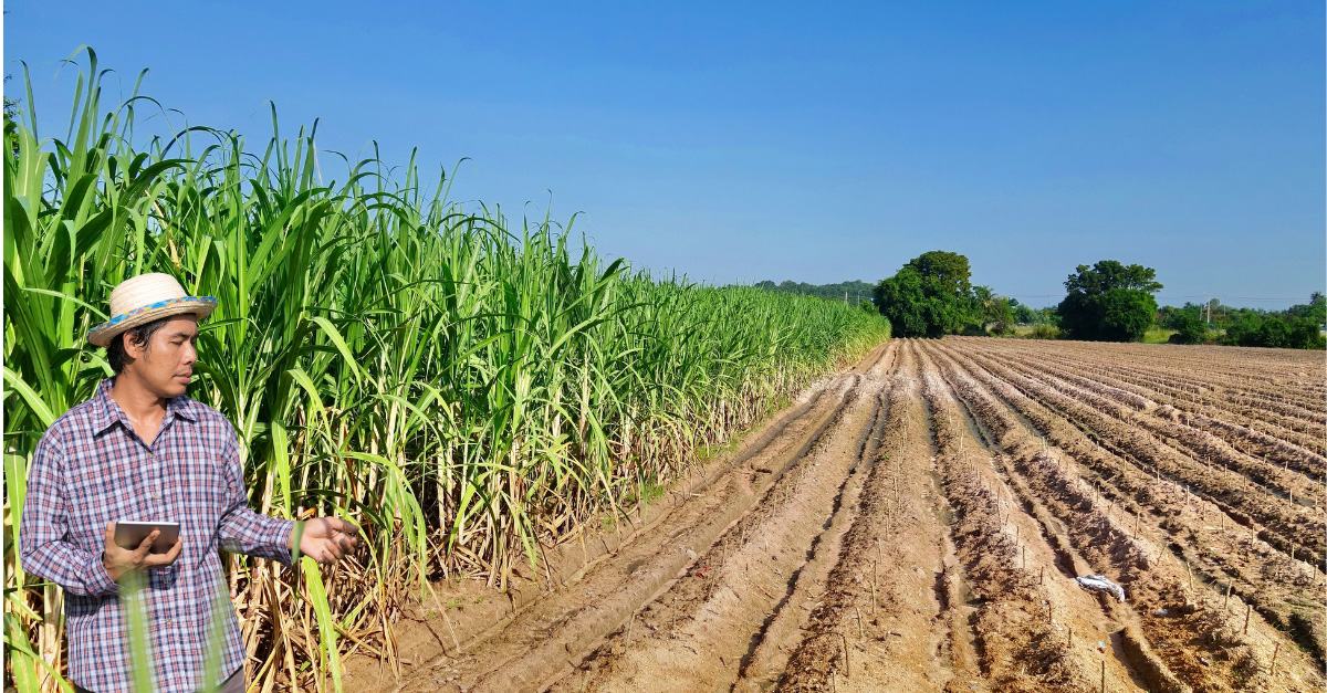 Remote sensing technology for sugarcane farming