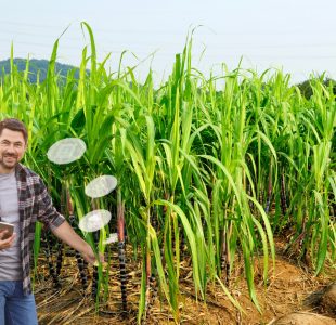 Revolutionizing-Sugarcane-Management-with-SugarCube's-Mobile-Agronomy-Module-