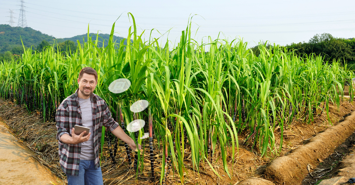 Revolutionizing-Sugarcane-Management-with-SugarCube's-Mobile-Agronomy-Module-