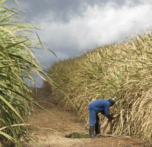 The-Comprehensive-ERP-Solution-Transforming-the-Sugar-Industry