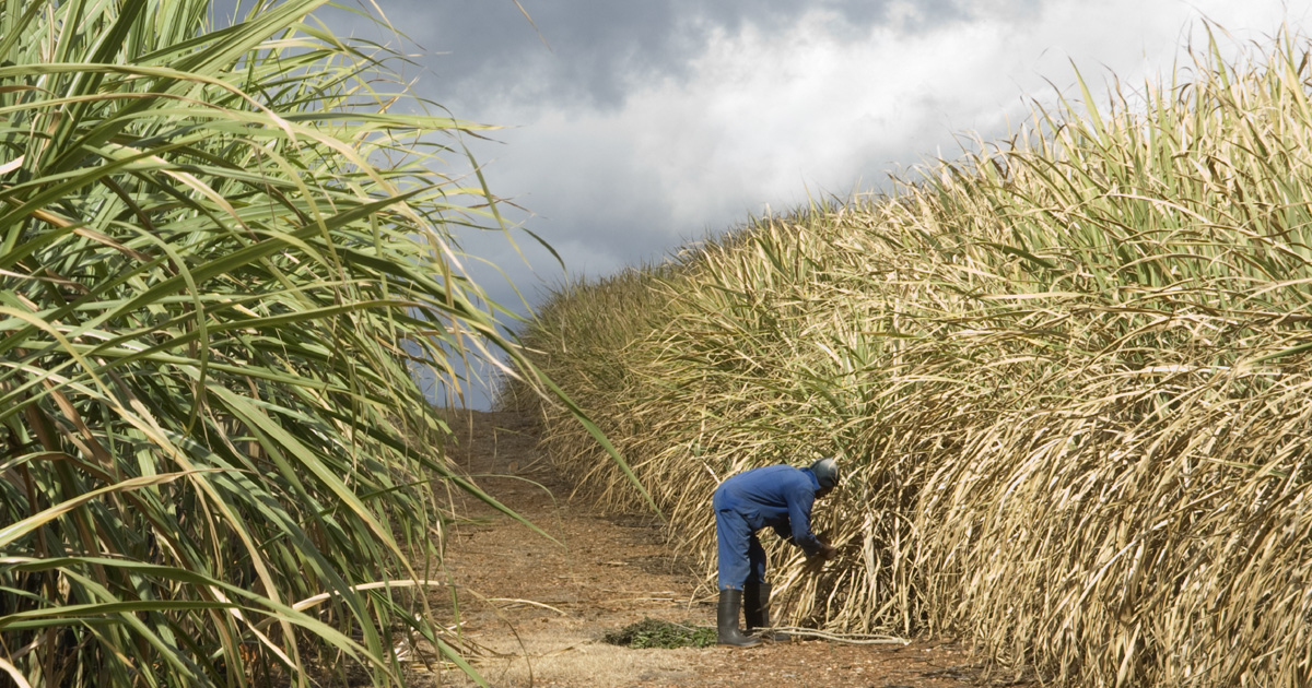 The-Comprehensive-ERP-Solution-Transforming-the-Sugar-Industry